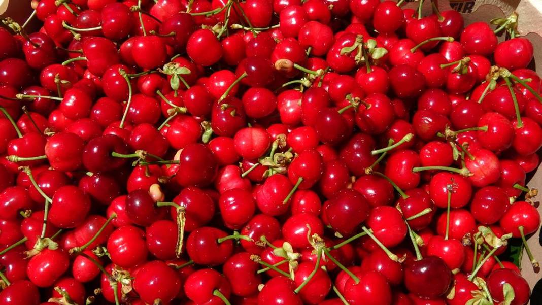 Yurt dışına tonlarca ihraç ediliyor: İç pazarda kilosu 70 TL! Hasat başladı, pazar sıkıntısı yok 8